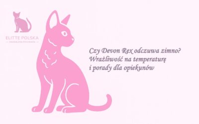 Czy Devon Rex odczuwa zimno? Wrażliwość na temperaturę i porady dla opiekunów