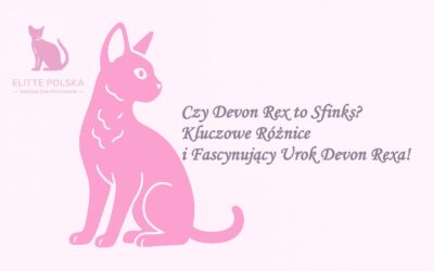 Czy Devon Rex to Sfinks? Kluczowe Różnice i Fascynujący Urok Devon Rexa!