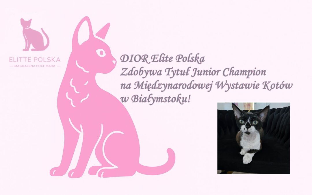 DIOR Elite Polska Zdobywa Tytuł Junior Champion na Międzynarodowej Wystawie Kotów w Białymstoku!