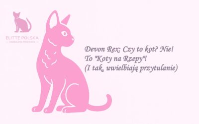 Devon Rex: Czy to kot? Nie! To „Koty na Rzepy”! (I tak, uwielbiają przytulanie)