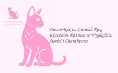 Devon Rex vs. Cornish Rex: Kluczowe Różnice w Wyglądzie, Sierści i Charakterze