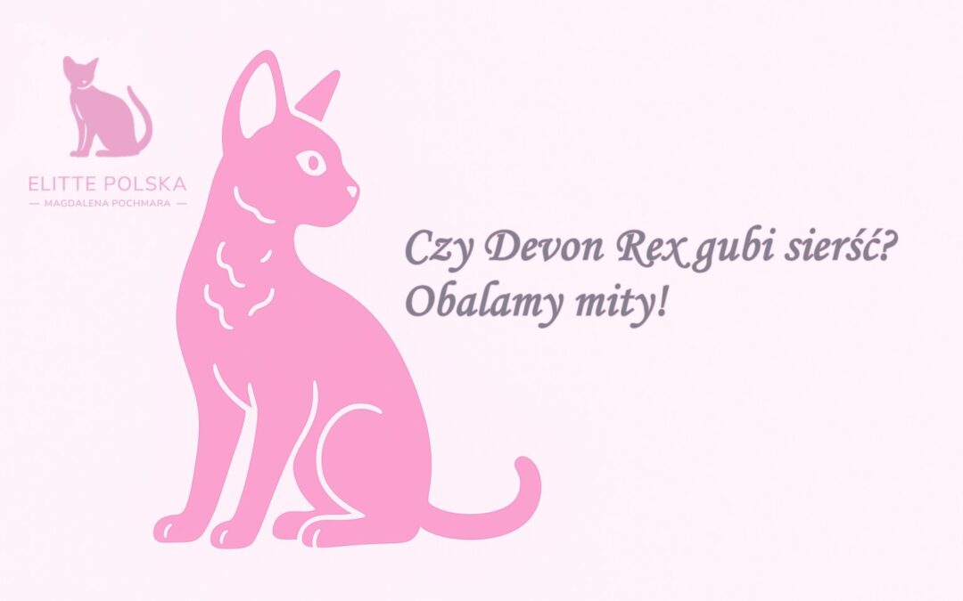Devon Rex – Czy gubi sierść Pielęgnacja rasy niskoliniejącej. Elitte Polska