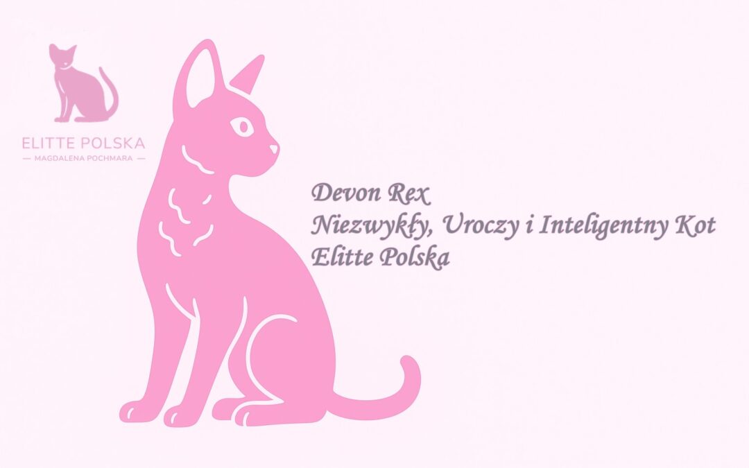 Devon Rex – Niezwykły, Uroczy i Inteligentny Kot – Elitte Polska