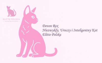 Devon Rex – Niezwykły, Uroczy i Inteligentny Kot – Elitte Polska