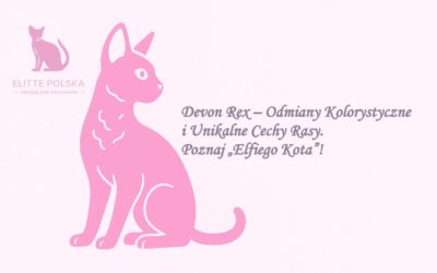 Devon Rex – Odmiany Kolorystyczne i Unikalne Cechy Rasy. Poznaj „Elfiego Kota”!