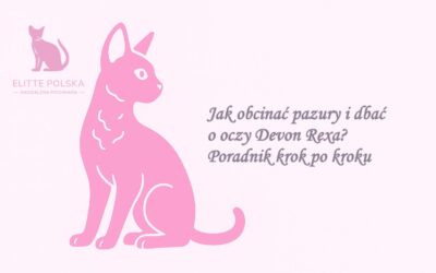 Jak obcinać pazury i dbać o oczy Devon Rexa? Poradnik krok po kroku
