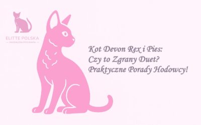 Kot Devon Rex i Pies: Czy to Zgrany Duet? Praktyczne Porady Hodowcy!