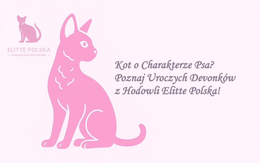 Kot o Charakterze Psa? Poznaj Uroczych Devonków z Hodowli Elitte Polska!