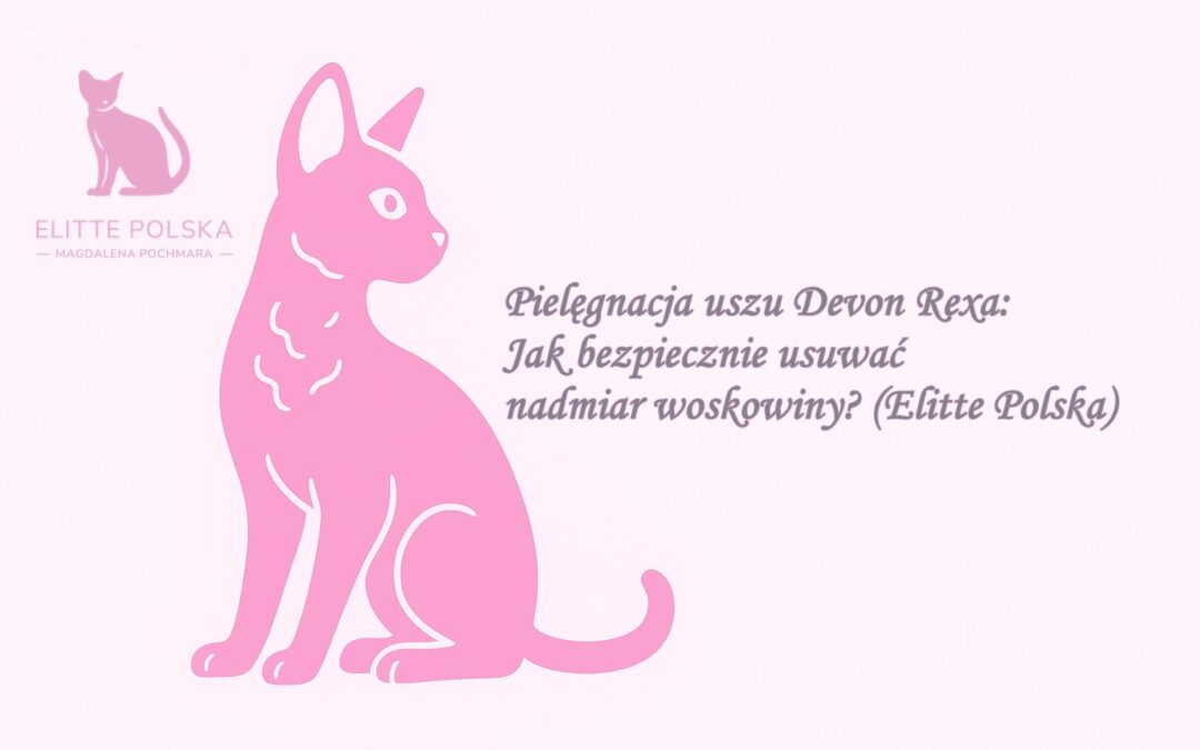 Pielęgnacja uszu Devon Rexa Jak bezpiecznie usuwać nadmiar woskowiny (Elitte Polska)