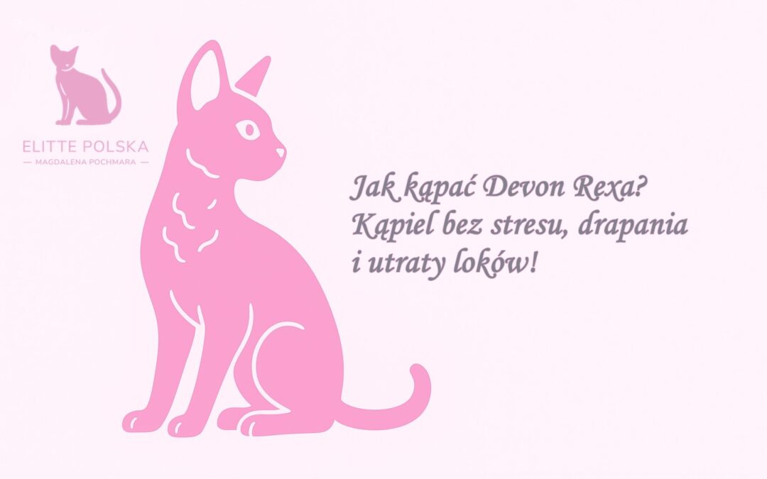 Jak kąpać Devon Rexa Kąpiel bez stresu, drapania i utraty loków