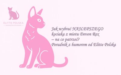 Jak wybrać NAJLEPSZEGO kociaka z miotu Devon Rex – na co patrzeć? Poradnik z humorem od Elitte Polska 😻