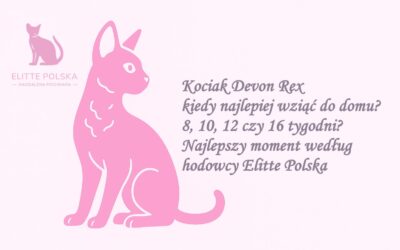 Kociak Devon Rex – kiedy najlepiej wziąć do domu? 8, 10, 12 czy 16 tygodni? Najlepszy moment według hodowcy Elitte Polska