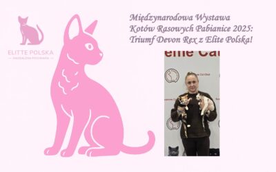Międzynarodowa Wystawa Kotów Pabianice 2025: Devon Rex Aiko i Lilybeth z Elite Polska Zwyciężają!
