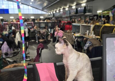 Międzynarodowa Wystawa Kotów Rasowych Pabianice Hodowla Devon Rex Elitte Polska 3
