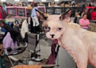 Międzynarodowa Wystawa Kotów Rasowych Pabianice Hodowla Devon Rex Elitte Polska 4