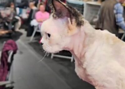 Międzynarodowa Wystawa Kotów Rasowych Pabianice Hodowla Devon Rex Elitte Polska 5