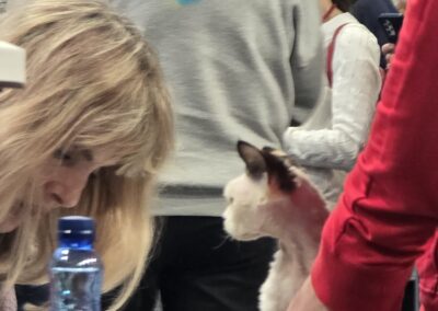 Międzynarodowa Wystawa Kotów Rasowych Pabianice Hodowla Devon Rex Elitte Polska 6