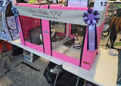 Devon Rex Triumfuje IC Lilybeth & CK Aiko w Gdyni 1