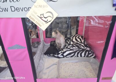 Devon Rex Triumfuje IC Lilybeth & CK Aiko w Gdyni 2