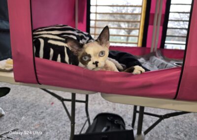 Devon Rex Triumfuje IC Lilybeth & CK Aiko w Gdyni 3