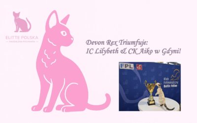 Devon Rex Triumfuje: IC Lilybeth & CK Aiko w Gdyni!