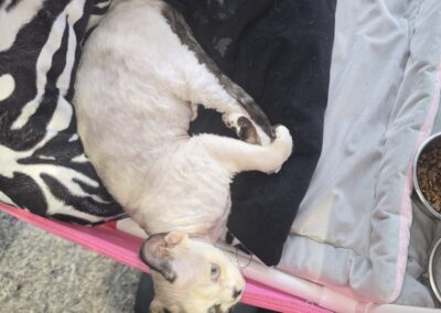 Devon Rex Triumfuje IC Lilybeth & CK Aiko w Gdyni 5