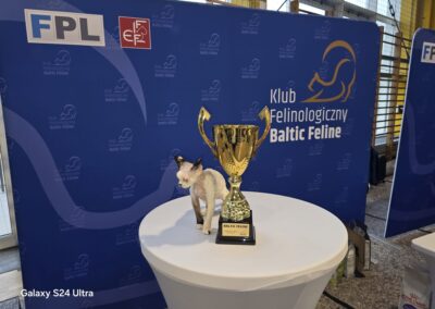 Devon Rex Triumfuje IC Lilybeth & CK Aiko w Gdyni 7