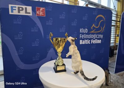 Devon Rex Triumfuje IC Lilybeth & CK Aiko w Gdyni 8