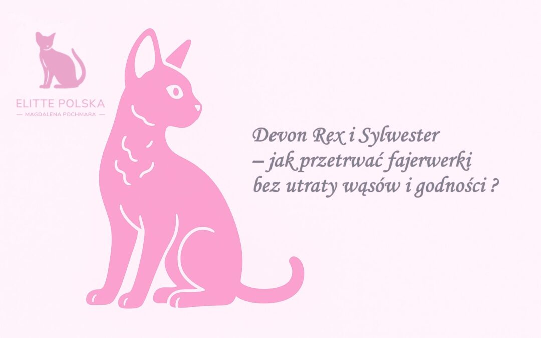 Devon Rex i Sylwester – jak przetrwać fajerwerki bez utraty wąsów i godności