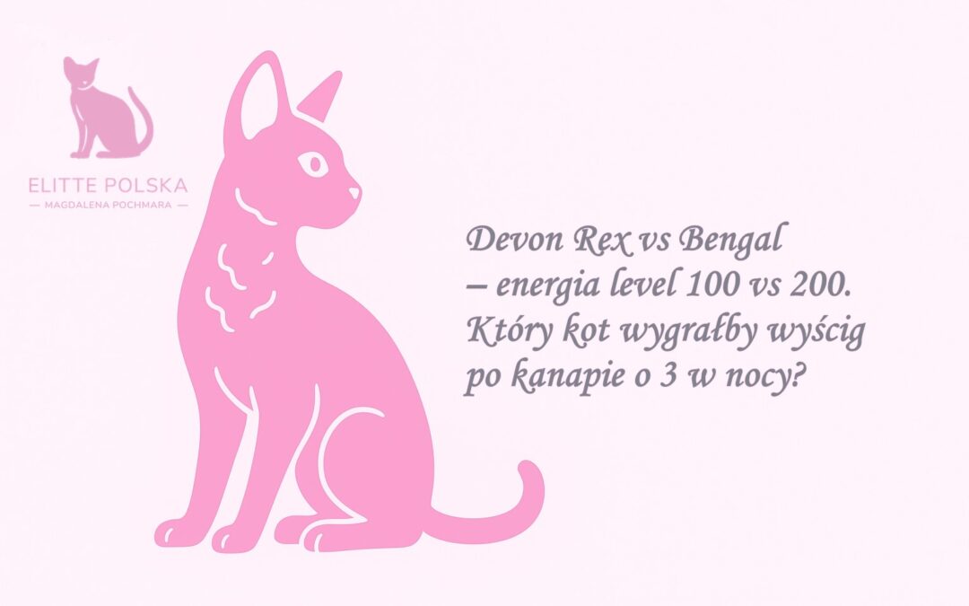 Devon Rex vs Bengal – energia level 100 vs 200. Który kot wygrałby wyścig po kanapie o 3 w nocy