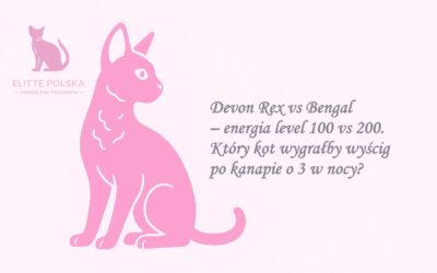 Devon Rex vs Bengal – energia level 100 vs 200. Który kot wygrałby wyścig po kanapie o 3 w nocy? 😹
