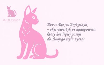 Devon Rex vs Brytyjczyk – ekstrawertyk vs kanapowiec: który kot lepiej pasuje do Twojego stylu życia? 😺