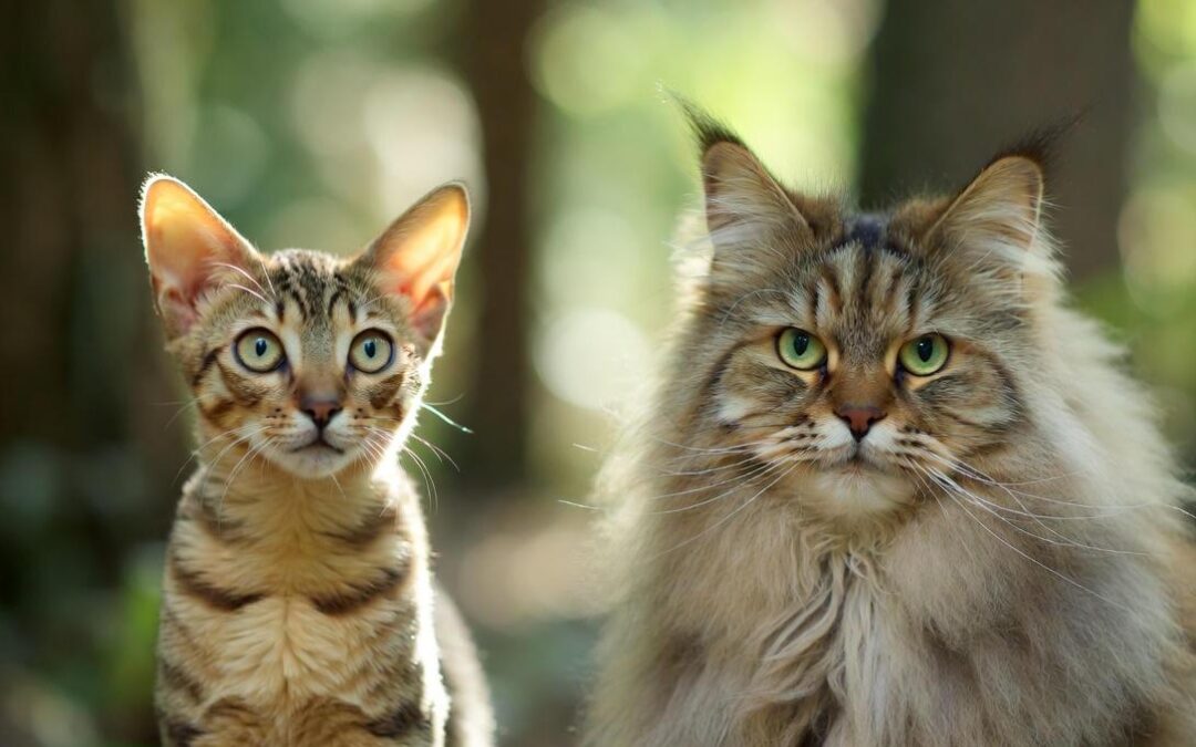 Devon Rex vs Maine Coon – mały elf kontra wielki lew