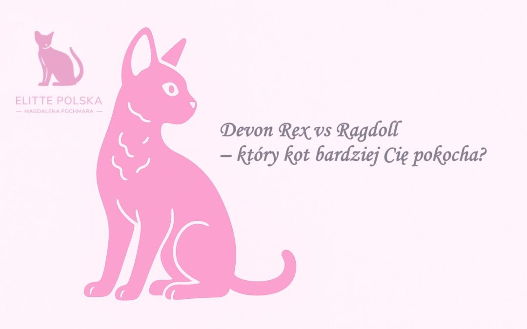 Devon Rex vs Ragdoll – który kot bardziej Cię pokocha