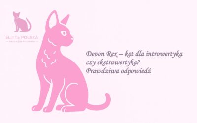 Devon Rex – kot dla introwertyka czy ekstrawertyka? Prawdziwa (i zaskakująca) odpowiedź! 😻