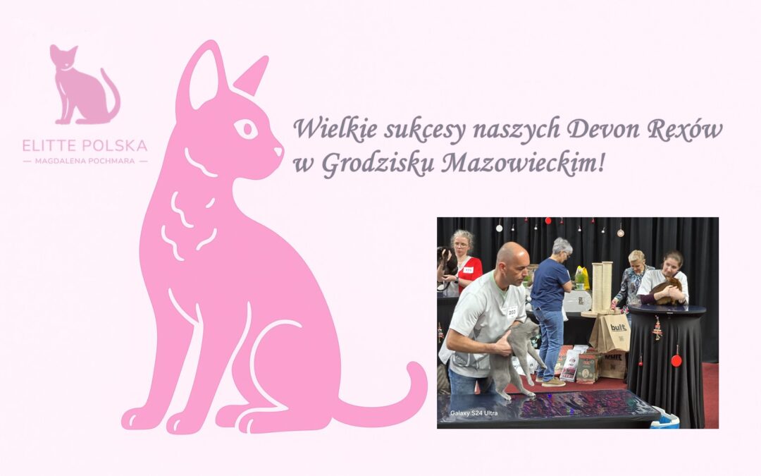 Sukcesy Elitte Polska na Wystawie Kotów w Grodzisku Mazowieckim Devon Rex