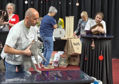Sukcesy Elitte Polska na Wystawie Kotów w Grodzisku Mazowieckim Devon Rex 2