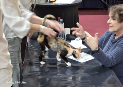 Sukcesy Elitte Polska na Wystawie Kotów w Grodzisku Mazowieckim Devon Rex 4
