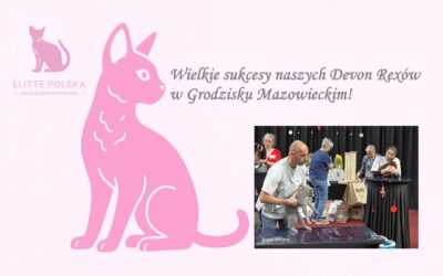 Sukcesy Elitte Polska na Wystawie Kotów w Grodzisku Mazowieckim | Devon Rex