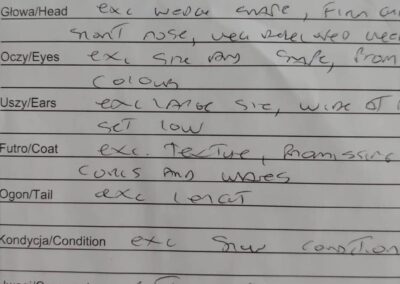 AIKO hodowla kotów devon rex elitte polska dokumentacja 2 (1)