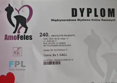 AIKO hodowla kotów devon rex elitte polska dokumentacja 2 (2)
