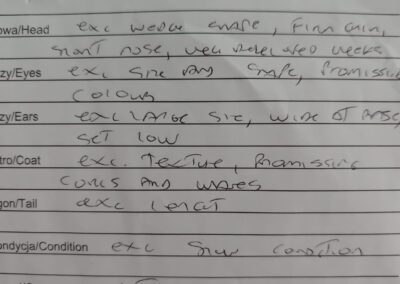 AIKO hodowla kotów devon rex elitte polska dokumentacja 2 (4)