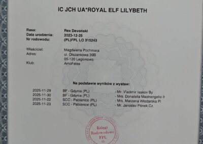 AIKO hodowla kotów devon rex elitte polska dokumentacja 2 (5)