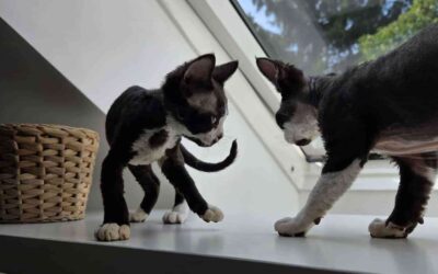 Devon Rex – kot idealny dla ludzi, którzy nienawidzą ciszy