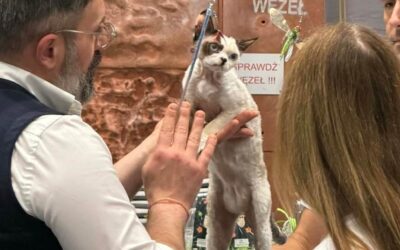 AIKO z Elite Polska – mała elfia torpeda zdobywa JUNIOR CHAMPION na EKKR Warszawa! 🏆😻