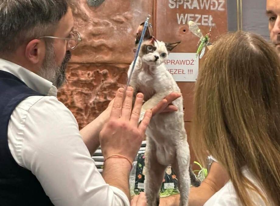 AIKO z Elite Polska – mała elfia torpeda zdobywa JUNIOR CHAMPION na EKKR Warszawa! 🏆😻