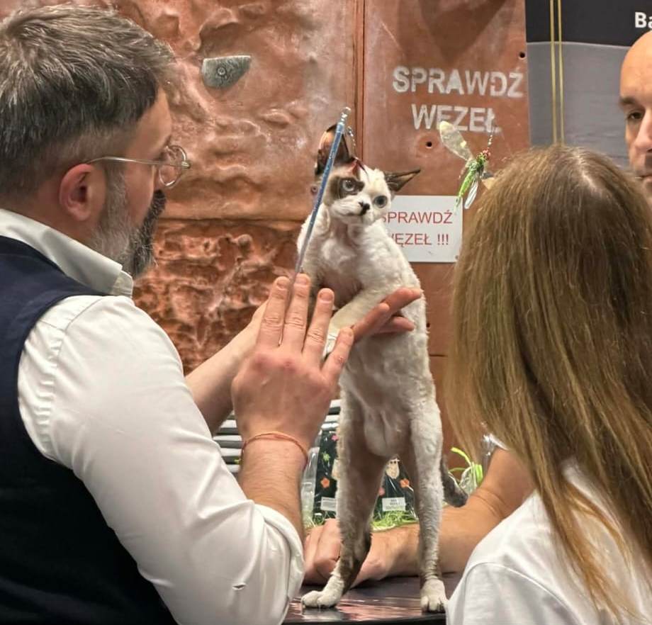 AIKO z Elite Polska – mała elfia torpeda zdobywa JUNIOR CHAMPION na EKKR Warszawa! 🏆😻