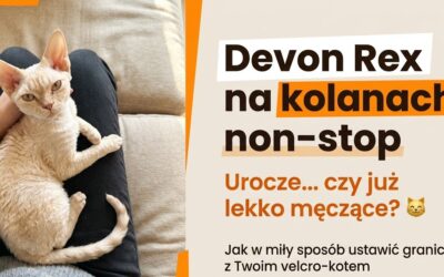 Devon Rex na kolanach non-stop – urocze czy męczące Jak ustawić granice z Twoim devonem 2