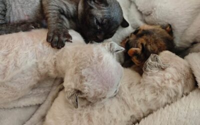 Nowy miot Devon Rex w hodowli Elitte Polska – Coco, Chanel, Cherry i Chloe
