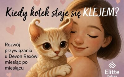Kiedy kotek staje się „klejem” Rozwój przywiązania u Devon Rexów miesiąc po miesiącu